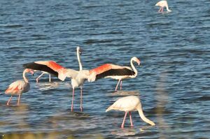 A natural ornithological reserve in the Var, French Riviera-Côte d'Azur