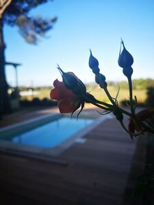 Mobile home rental with private pool in the Var, French Riviera-Côte d'Azur