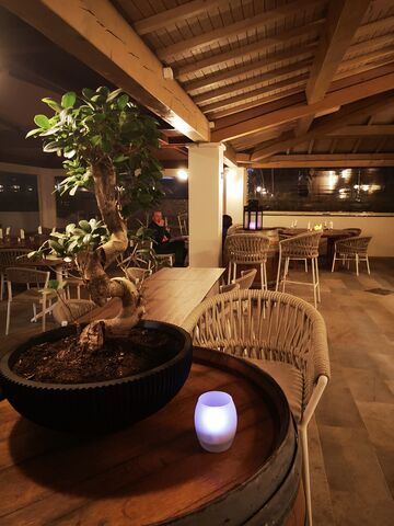 Ficus retusa in the restaurant-lounge bar of our campsite Les Jardins de La Pascalinette