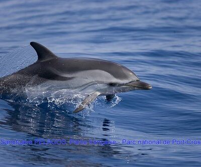 Pelagos Sanctuary