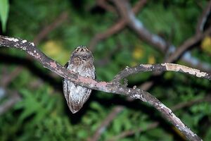 Mediterranean birds of prey