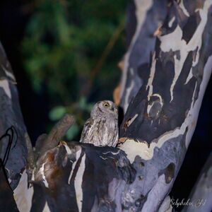 Birding in Provence