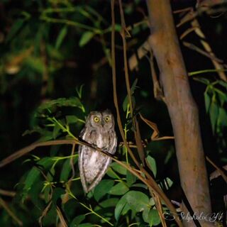 Discover the Elegant Scops-Owl, one of the many birds you are likely to come across at our four-star campsite Les Jardins de La Pascalinette!