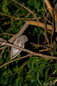 Small nocturnal bird of prey in the Var 