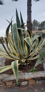 Agave americana variegata