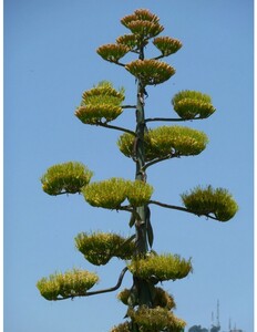 Agave americana variegata