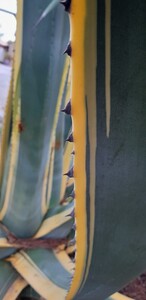 Agave americana variegata