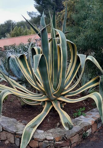 Agave americana variegata