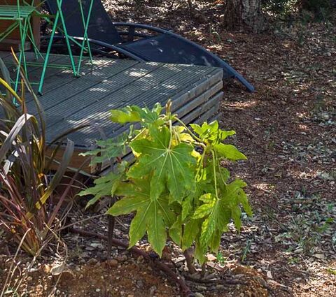 Japanese Aralia at our campsite in the Var area