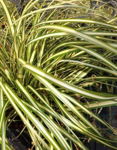 Acorus gramineus 'Evergold' at our campsite Les Jardins de La Pascalinette