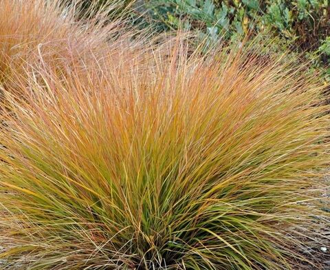 New Zealand sedge at our seaside campsite