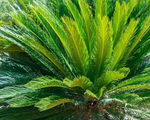 The Japanese sago palm at our campsite