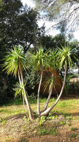 Dracaena at our eco-campsite in La Londe