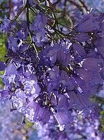 Blue jacaranda in the campsite's alleys