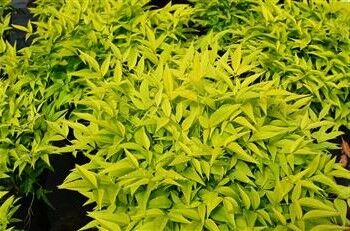 Nandina Magical® Lemon Lime at our campsite in La Londe