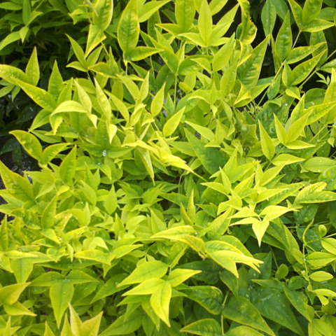 Nandina Magical® Lemon Lime at our campsite in La Londe
