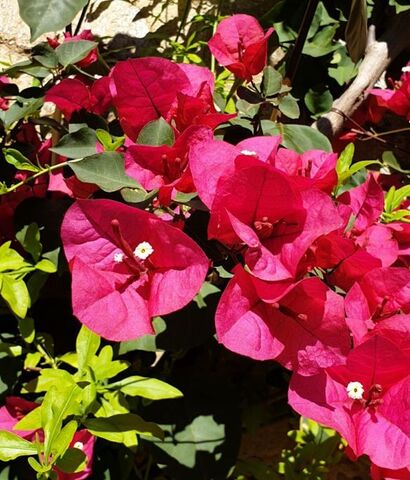 Bougainvillea at the campsite