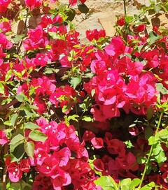 Bougainvillea espectabilis