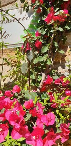 Bougainvillea espectabilis