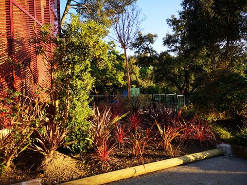 Cordyline australis at our nature campsite in La Londe