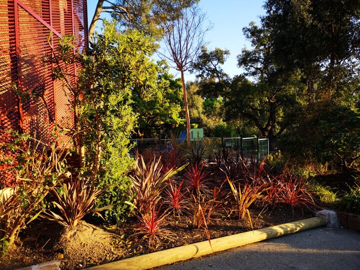 Cordyline australis