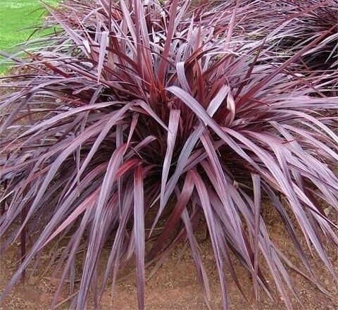 Cordyline ‘Burgundy Red Fountain’ at the campsite