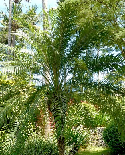 Dwarf date palm