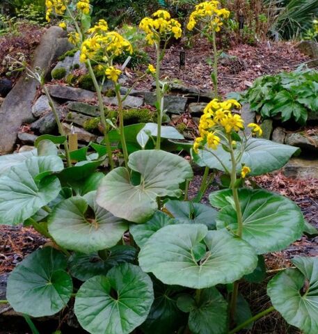 Farfugium japonicum at our eco-friendly campsite in La Londe