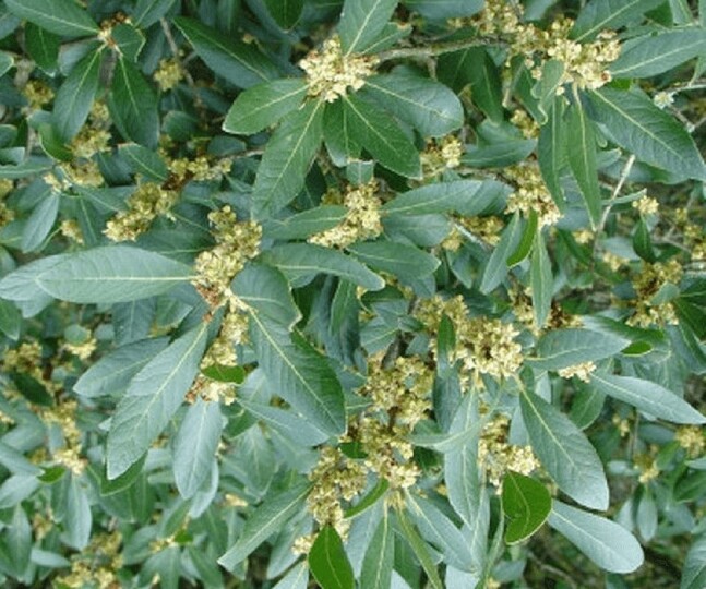 Phillyrea latifolia (Mock privet)