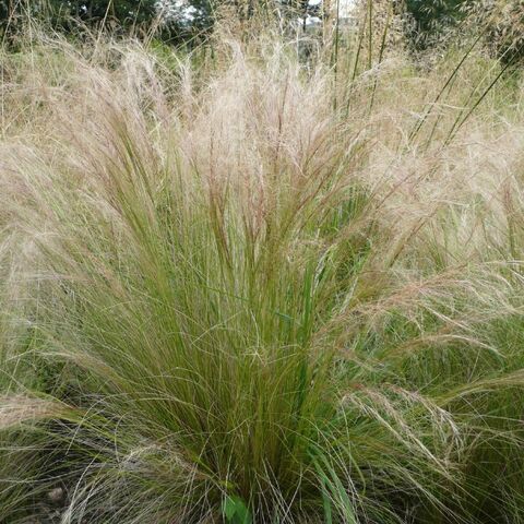 The disheveled beauty of Stepa Tenuissima