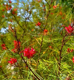 Johnson's grevillea