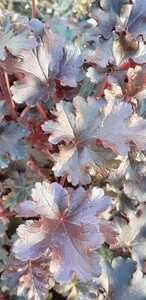 Heuchera