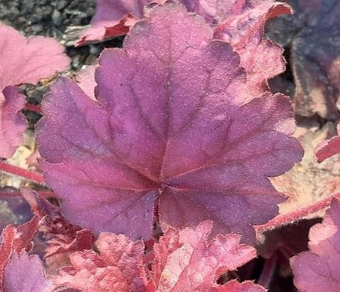 A perennial plant with colourful foliage, Heuchera is the star of the campsite!