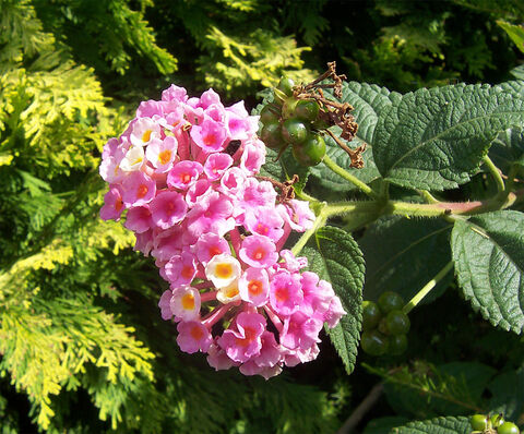 Pink, orange, red... Discover the Common lantana at our 4-star campsite Les Jardins de La Pascalinette