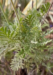 Canary Island lavender