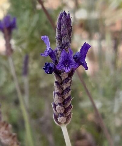 Provence's traditional lavender at the heart of the campsite