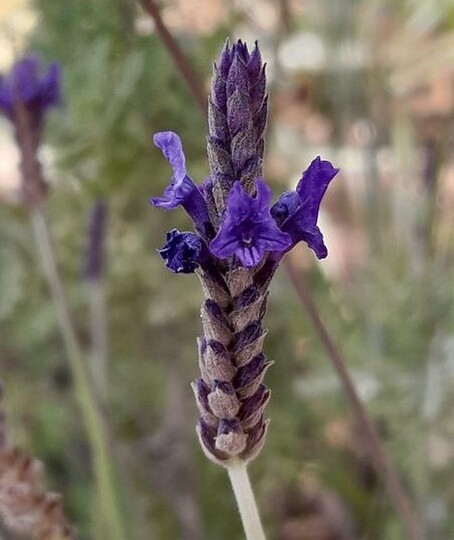 Canary Island lavender
