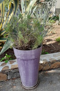 Canary Island lavender