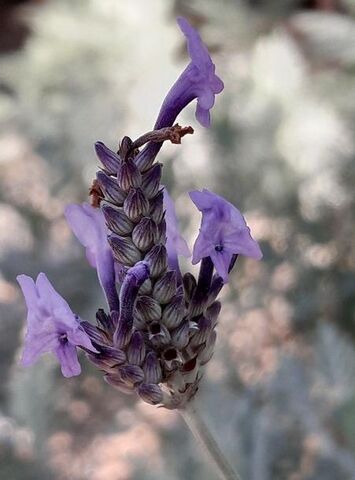 Discover the heady perfume of Buch's lavender at the campsite