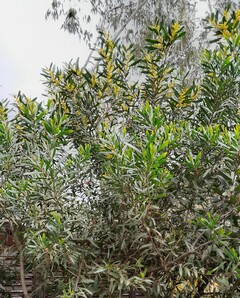 Sydney golden wattle