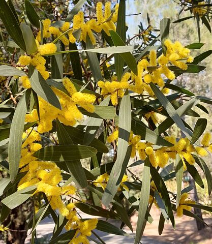 The campsite's mimosa trees, a love story dating back decades. Meet the Sydney golden wattle!