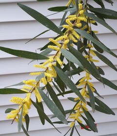 Sydney golden wattle