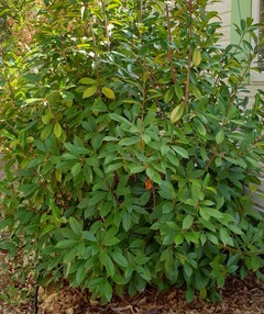 Photinia