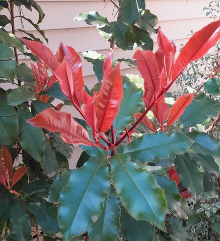 Photinia: the unrivalled star of the gardens of Provence and the Var area