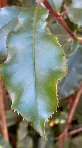 Photinia