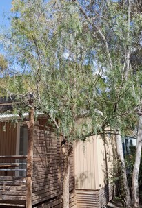 False Pepper Tree