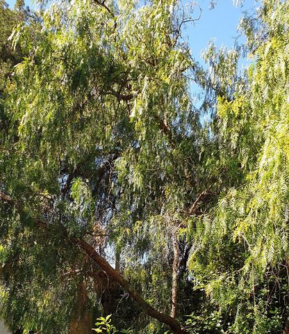 The False Pepper Tree: cool and shade at the campsite