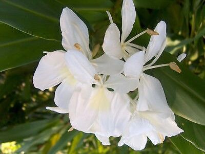 White ginger lily at our nature campsite in La Londe