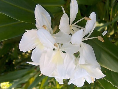 Hedychium coronarium (White ginger lily)