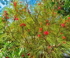 Johnson's grevillea